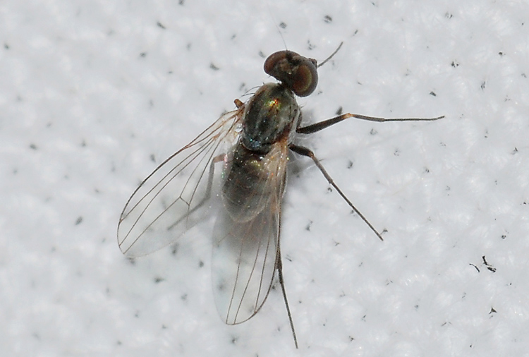 Dolichopodidae: Medetera sp.